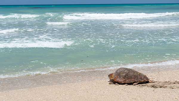 A turtle walking into the ocean