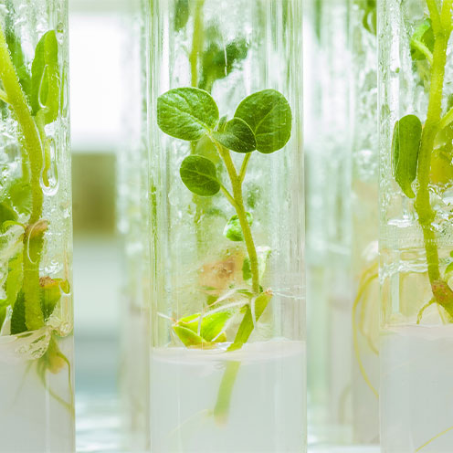 macroshot view on plants of potato in lab tubes 